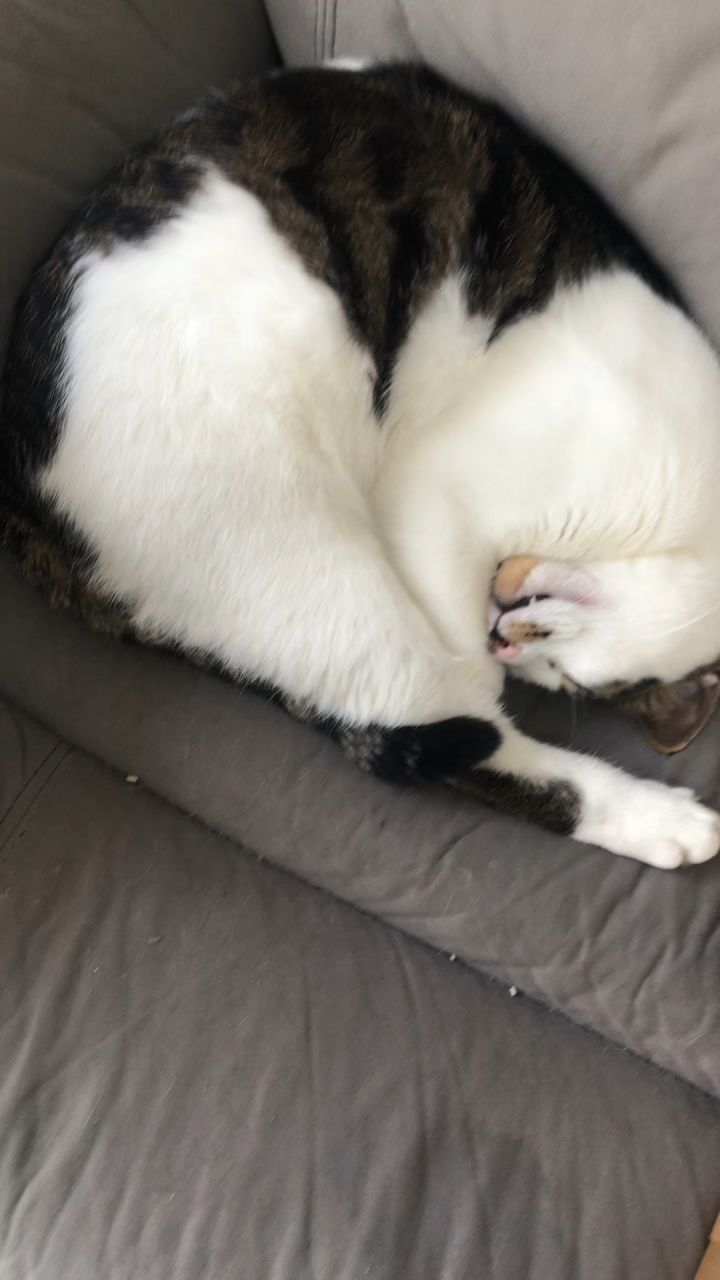 猫咪的中午觉截图