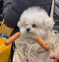 异抗法对轴无敌卡斯教学3:12s