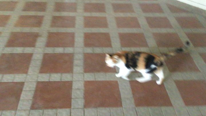 楼下一只可可爱爱的猫猫🐈截图