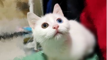 不会跳射花翎八爪图合集