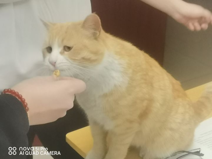 抽到小狼了截图