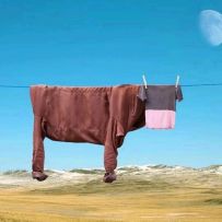 【咵咵】宝可梦大集结：九尾：day4登录即送