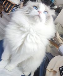 莱西娅(⁠＾⁠3⁠＾⁠♪