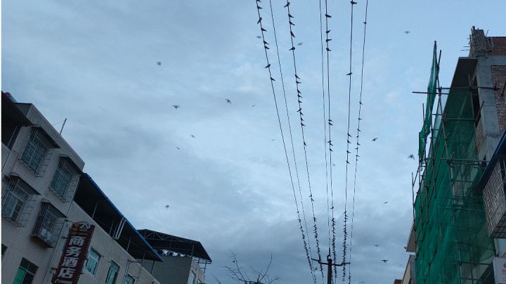 不会跳射花翎 忘了名字的图合集截图