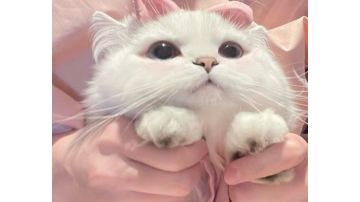 冰二肉盾免伤流（白灰娱乐玩法）