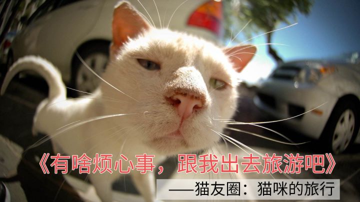 猫友圈!让猫猫旅游去吧!#新游观察局#截图