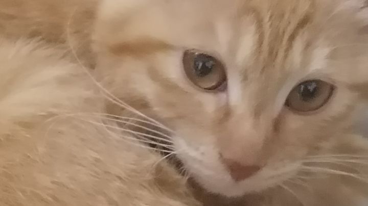 光猫原型机！！！截图