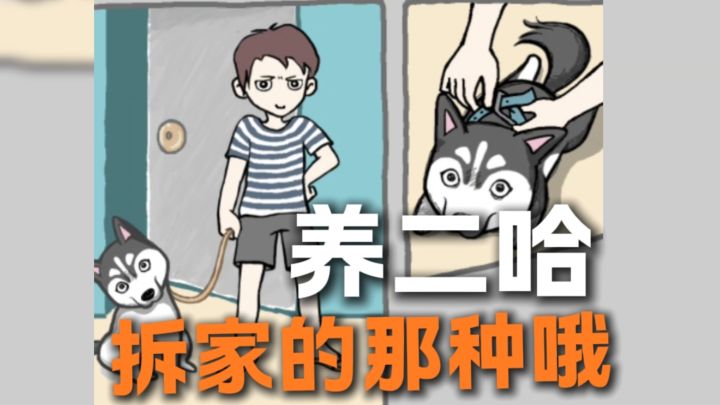 养二哈啦！拆家的那种哦！截图
