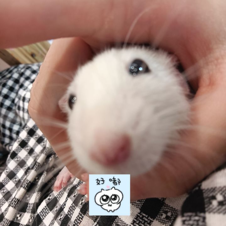 嘟嘟嘟嘟截图