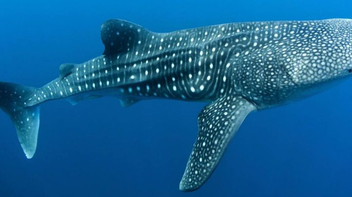 鲨鲨🦈截图