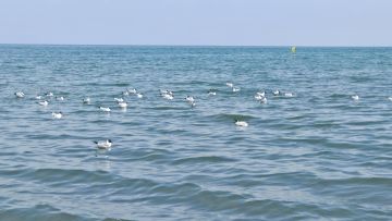 如图去码头整点薯条