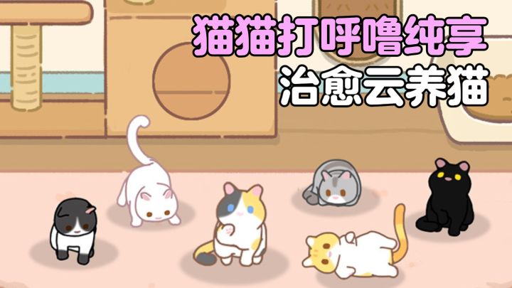 🐱领养流浪猫:从胆小不理你到主动贴贴!截图