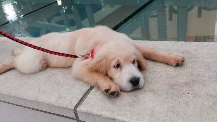 这个好像是属性最高了截图