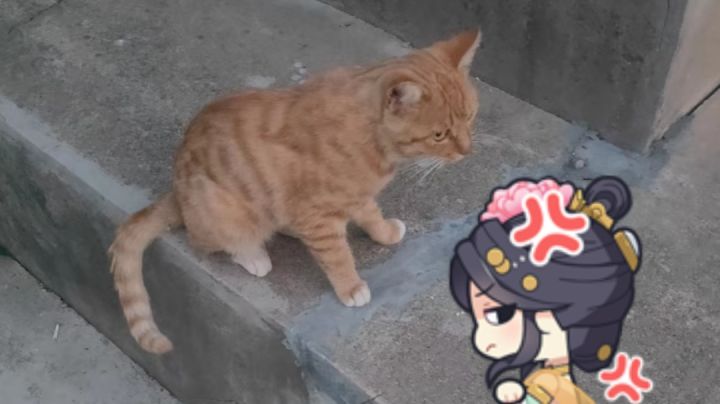 花木兰视频解析截图