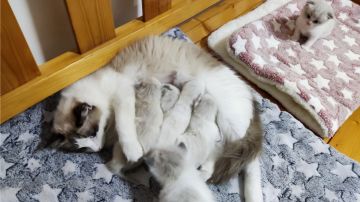 家里十几口嗷嗷待哺，太辛苦了。