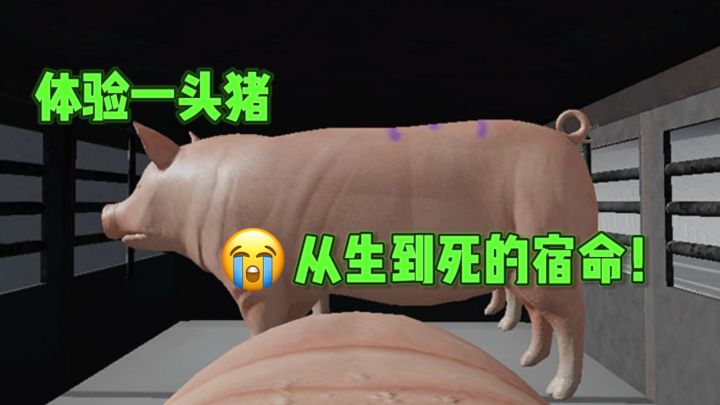 😭一觉醒来变猪，从猪圈到超市冷柜的绝望命运❗️截图