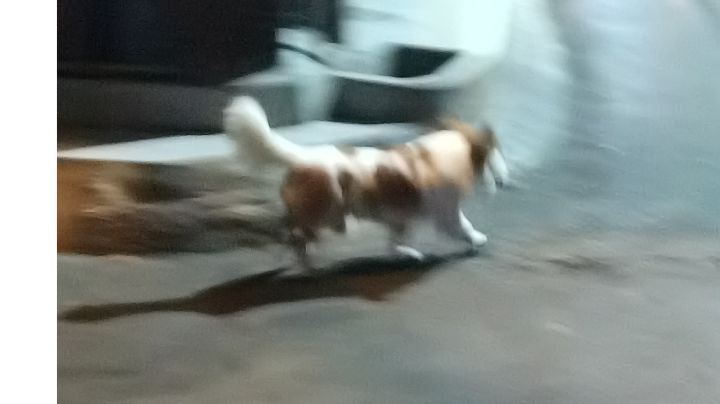卡露迪翁冲鸭截图
