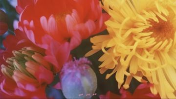 会有人看到最后嘛🥹毕竟我只是一朵无人问津的小花