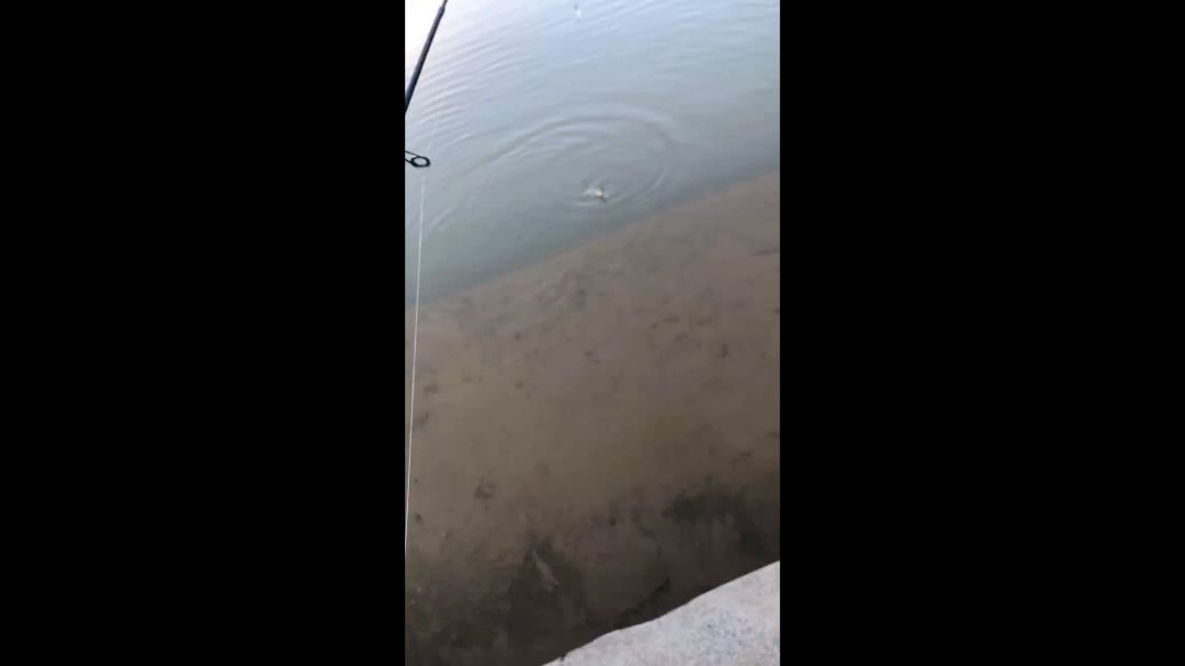 video-4104876