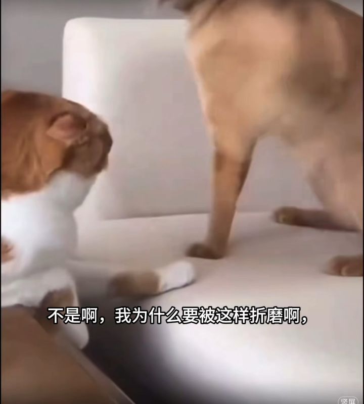 关于我上完五天班被折磨的周末截图