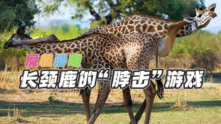 【沙雕游戏推荐02】长颈鹿大乱斗,脖子够长才有好果汁吃#意想不到的魔性游戏#截图