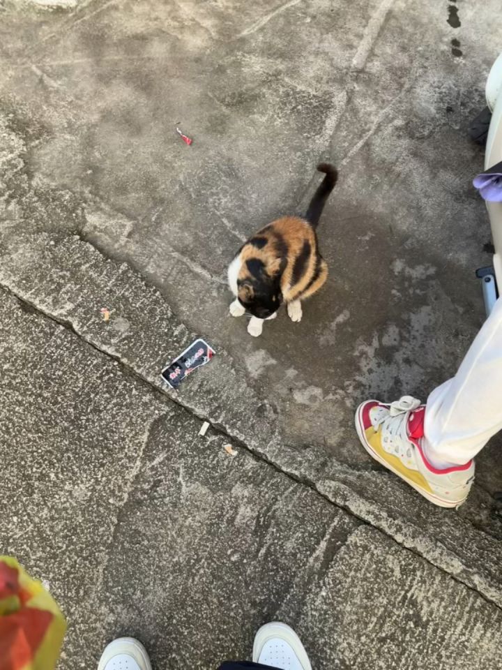 猫咪截图