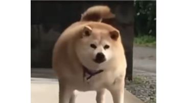 露娜换弹流榴弹，娱乐玩法