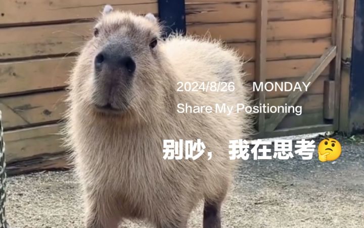 这才是平民玛拉妮最强配队吧(无万叶)截图