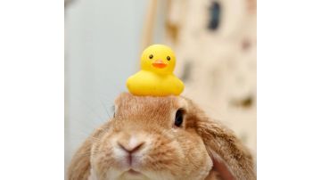 恶魔变身实用小技巧