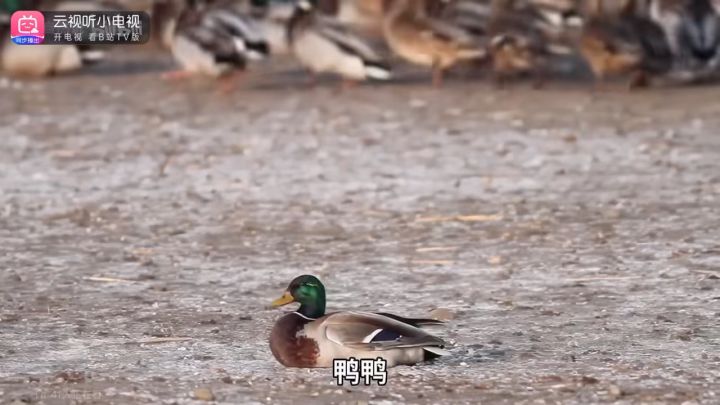 BA小剪截图