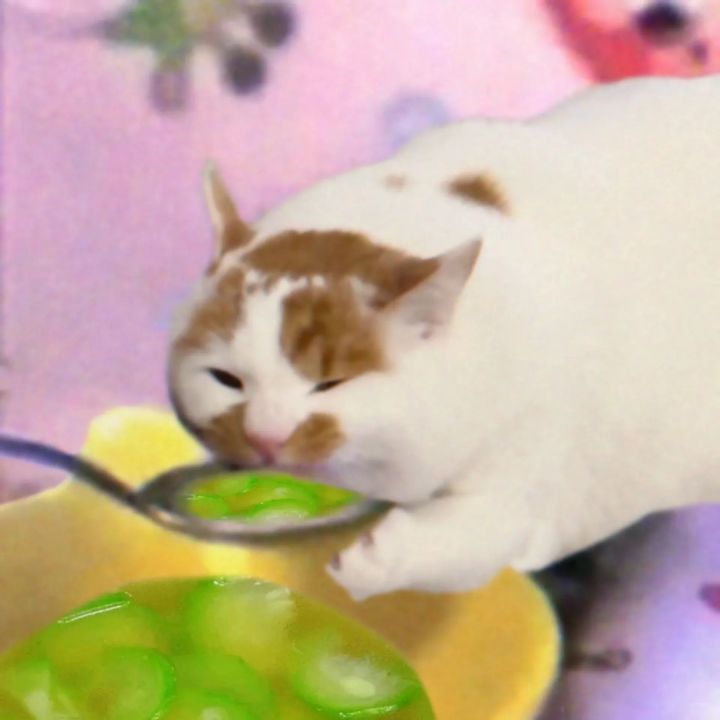 祸乱哪里有两条命啊？截图
