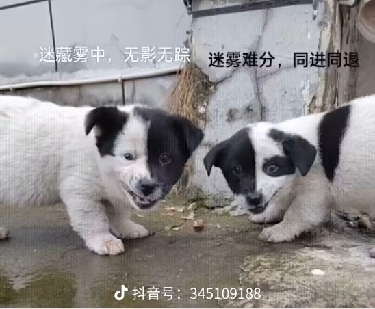 可喜可贺可口可乐截图