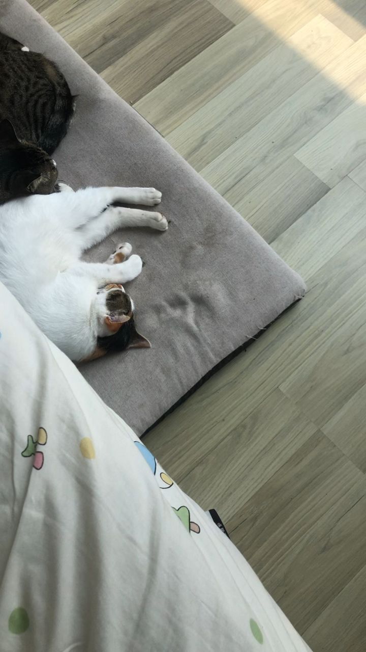 猫咪大队截图