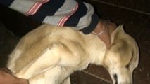 猴子这是意识吗?睡不着,根本睡不着…截图
