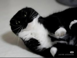 无佣宠无晶石solo卡斯3：46，衰弱改版前强杀