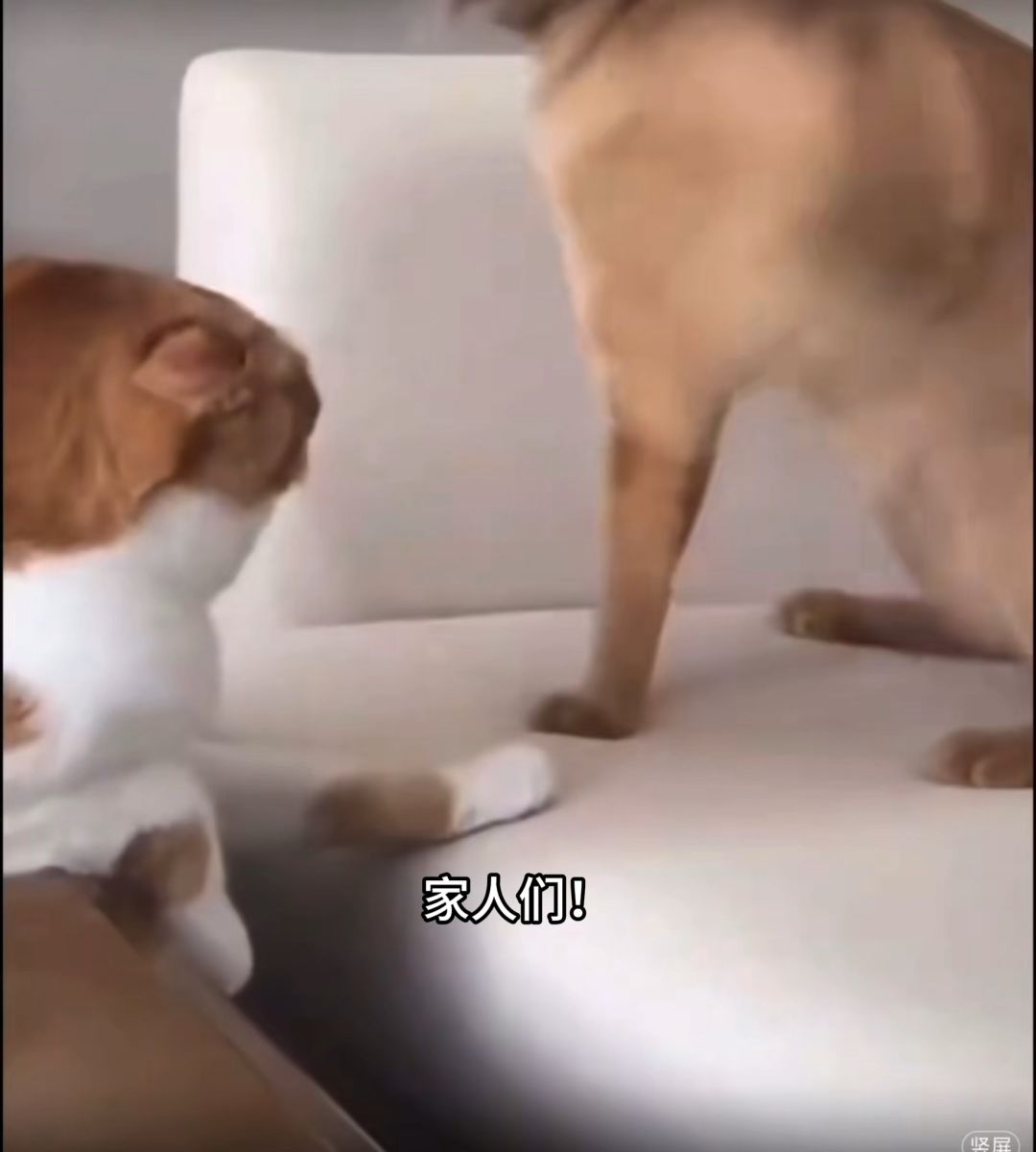 video-5613781