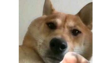 艾比持魔羽，并掌握水稻自动种植与收获核心技术（