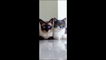 🧏‍♀️💕295的潮汐依然很快乐🎉（6.1.8）