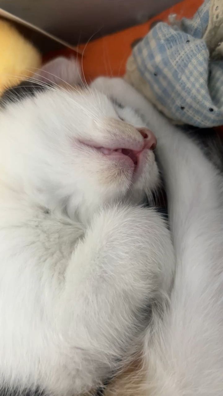 小猫小猫截图