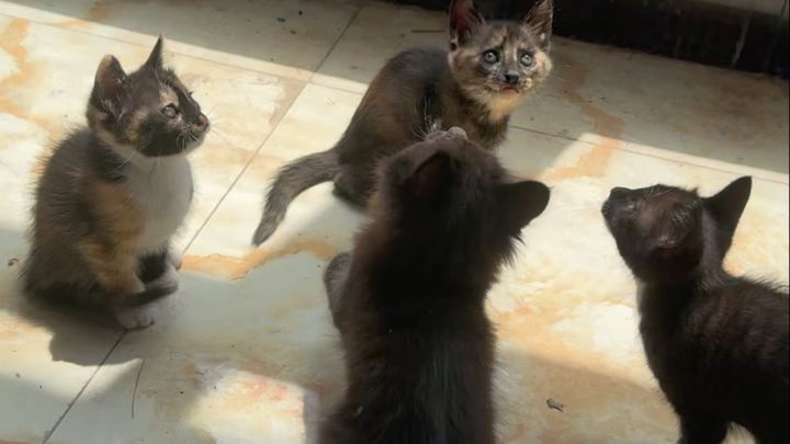 猫咪截图
