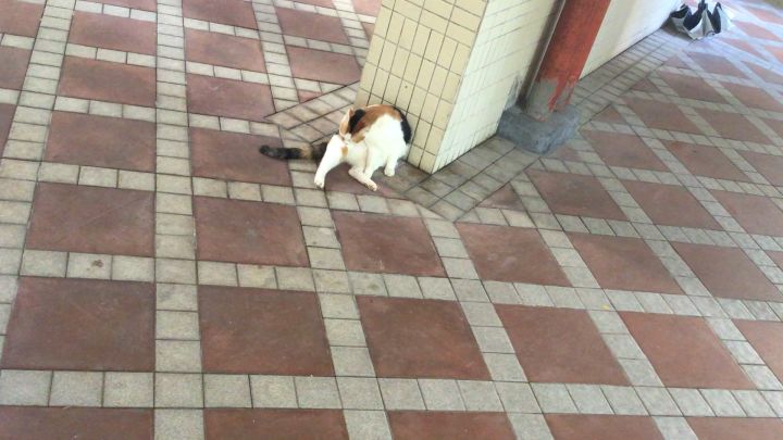 小猫咪你不要走。゚(゚´Д`)゚。截图