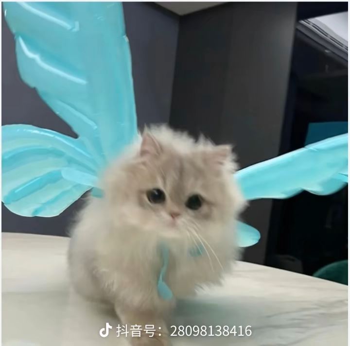 花翎~截图