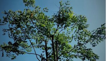 人跌阿芝特克滚动中成就教学