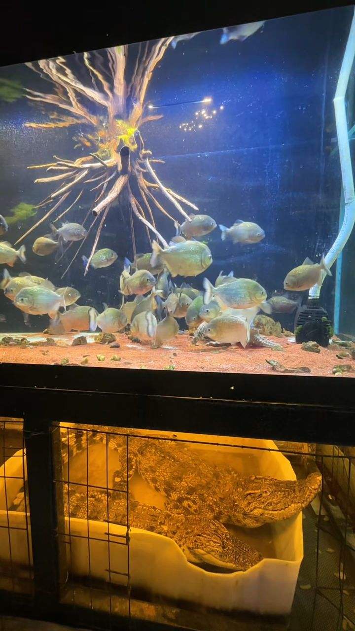 食人鱼 与 鳄龟截图