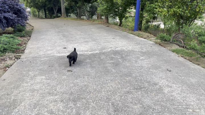 狗崽崽截图