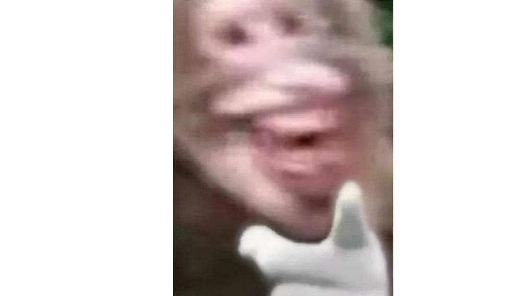 video-2937749