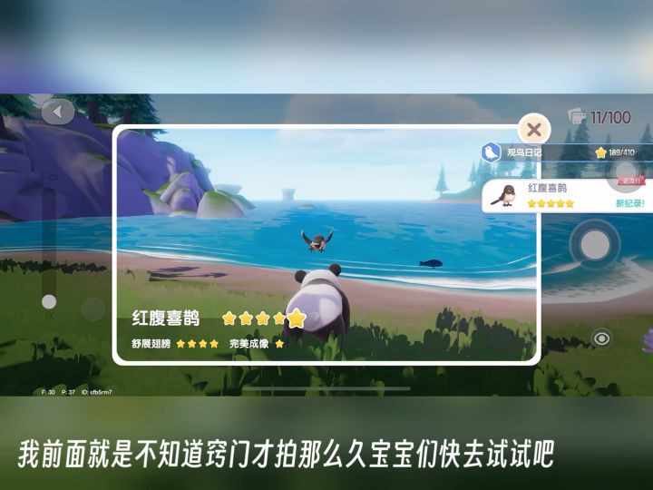 五星红腹喜鹊截图
