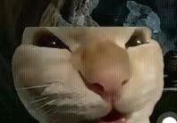 video-5268171