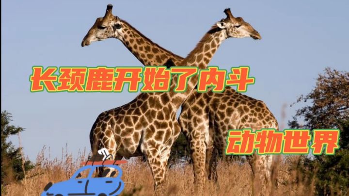 （动物世界）长颈鹿因为生活开始了内斗#意想不到的魔性游戏#截图