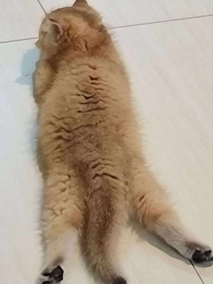 猫乖截图